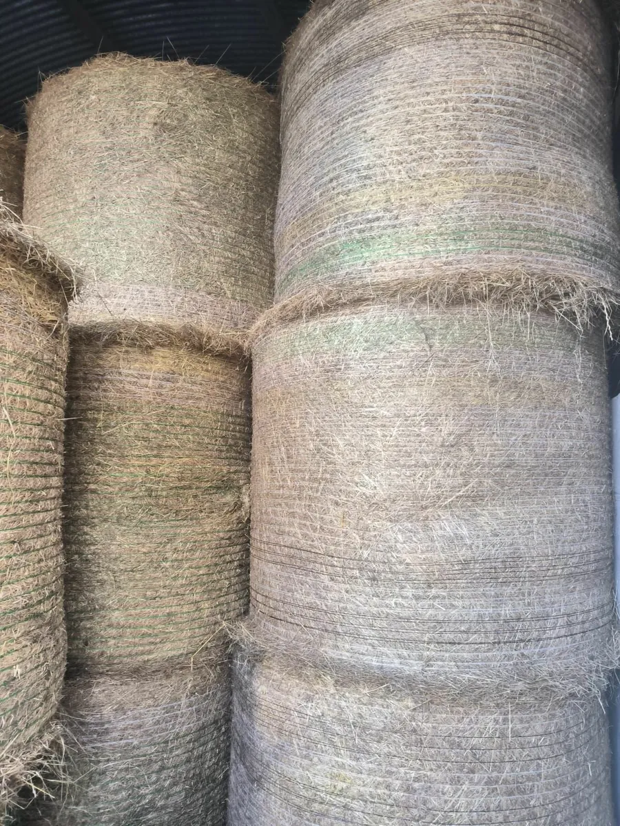 Hay for Sale - Image 3