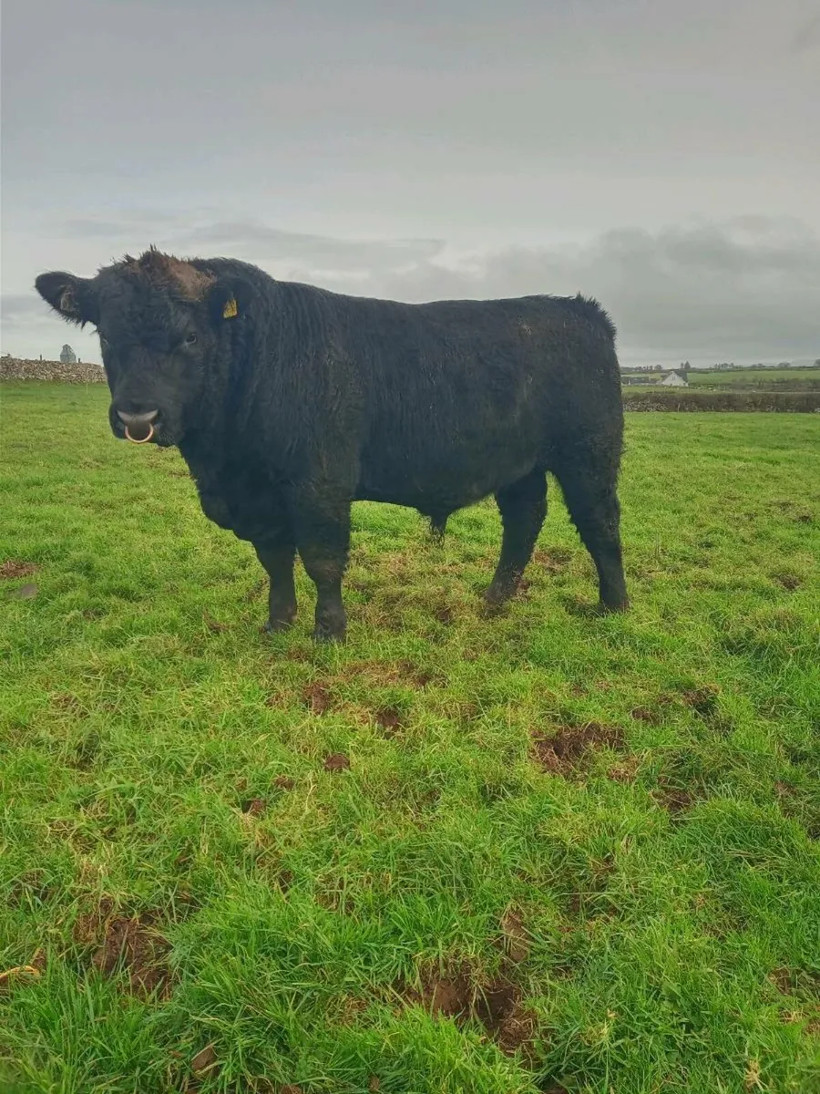 Pedigree Bulls & incalf Heifers - Image 2