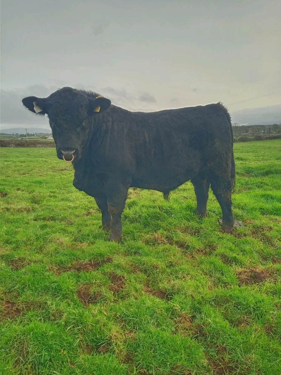 Pedigree Bulls & incalf Heifers - Image 3