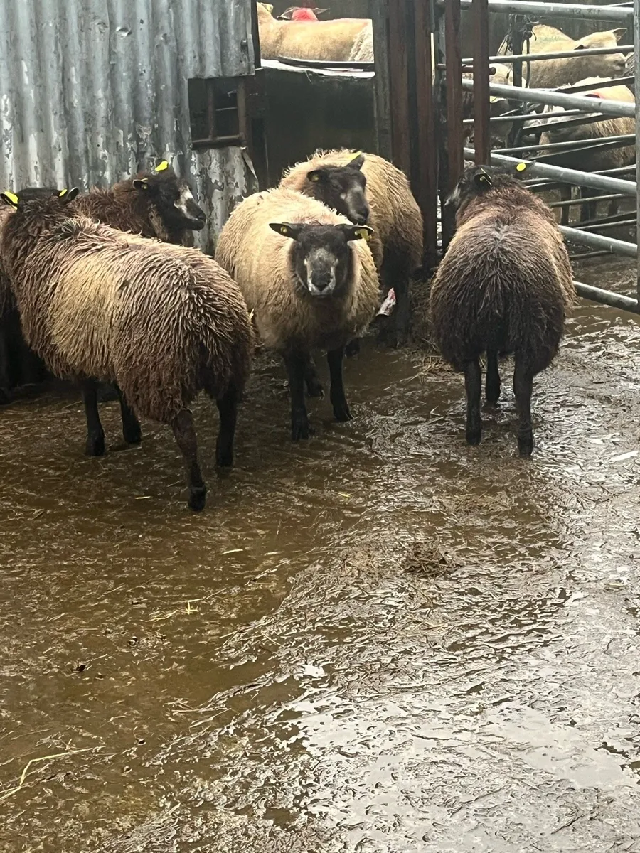 💥5 cracking blue texel ewe lambs 💥 - Image 1