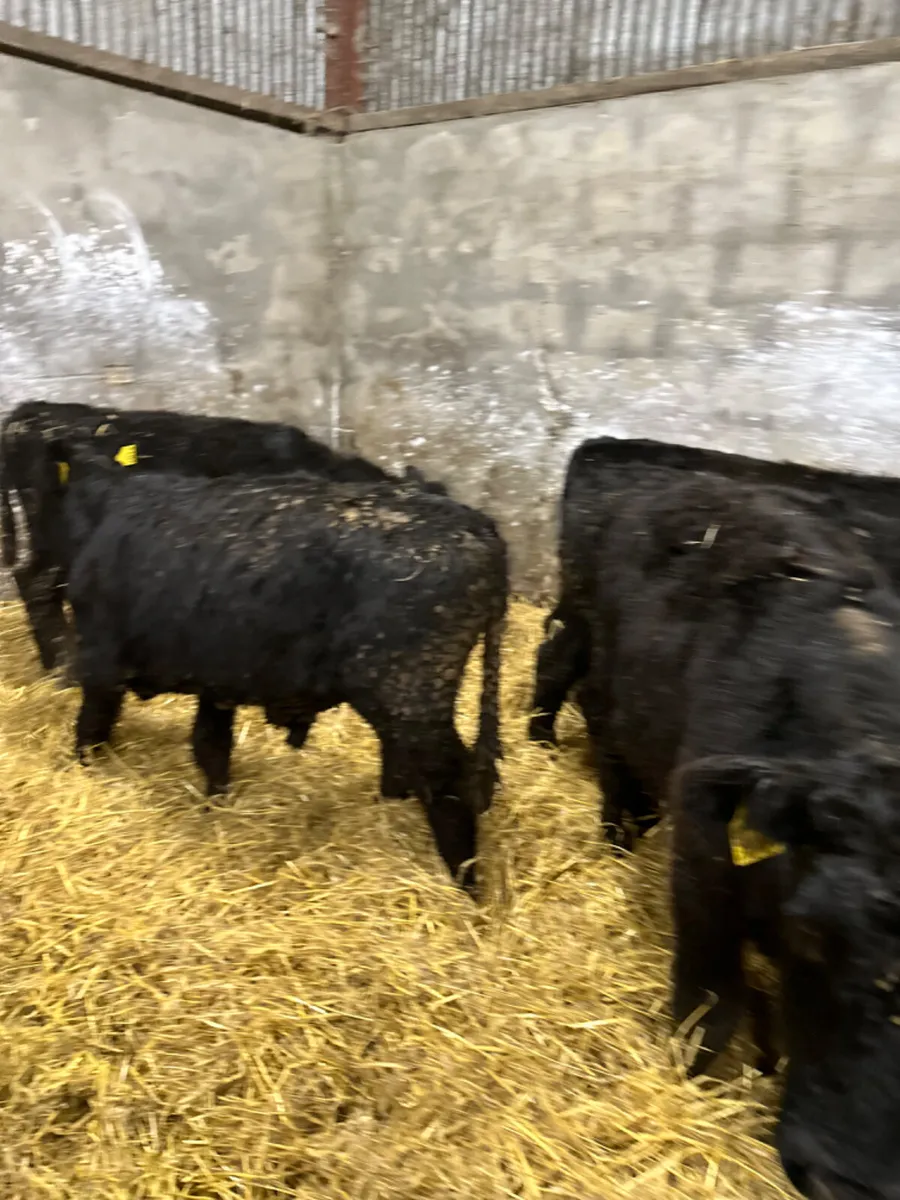 Lim and Angus bulls - Image 3