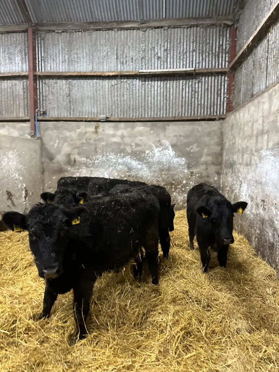 Lim and Angus bulls - Image 1