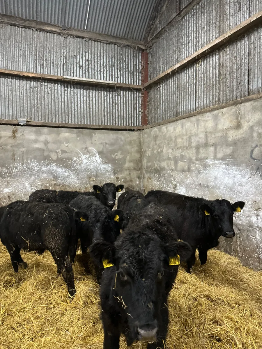 Lim and Angus bulls - Image 2