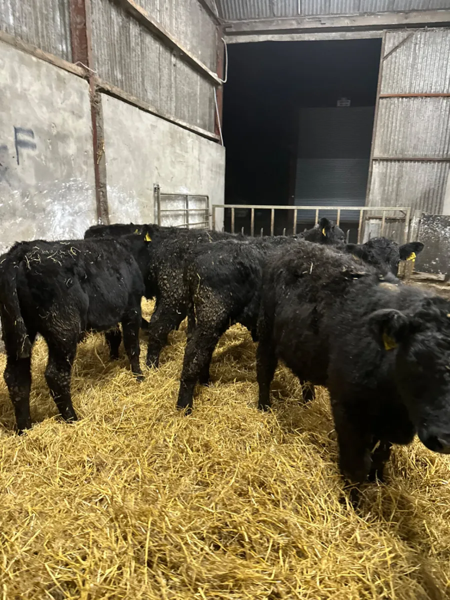 Lim and Angus bulls - Image 4