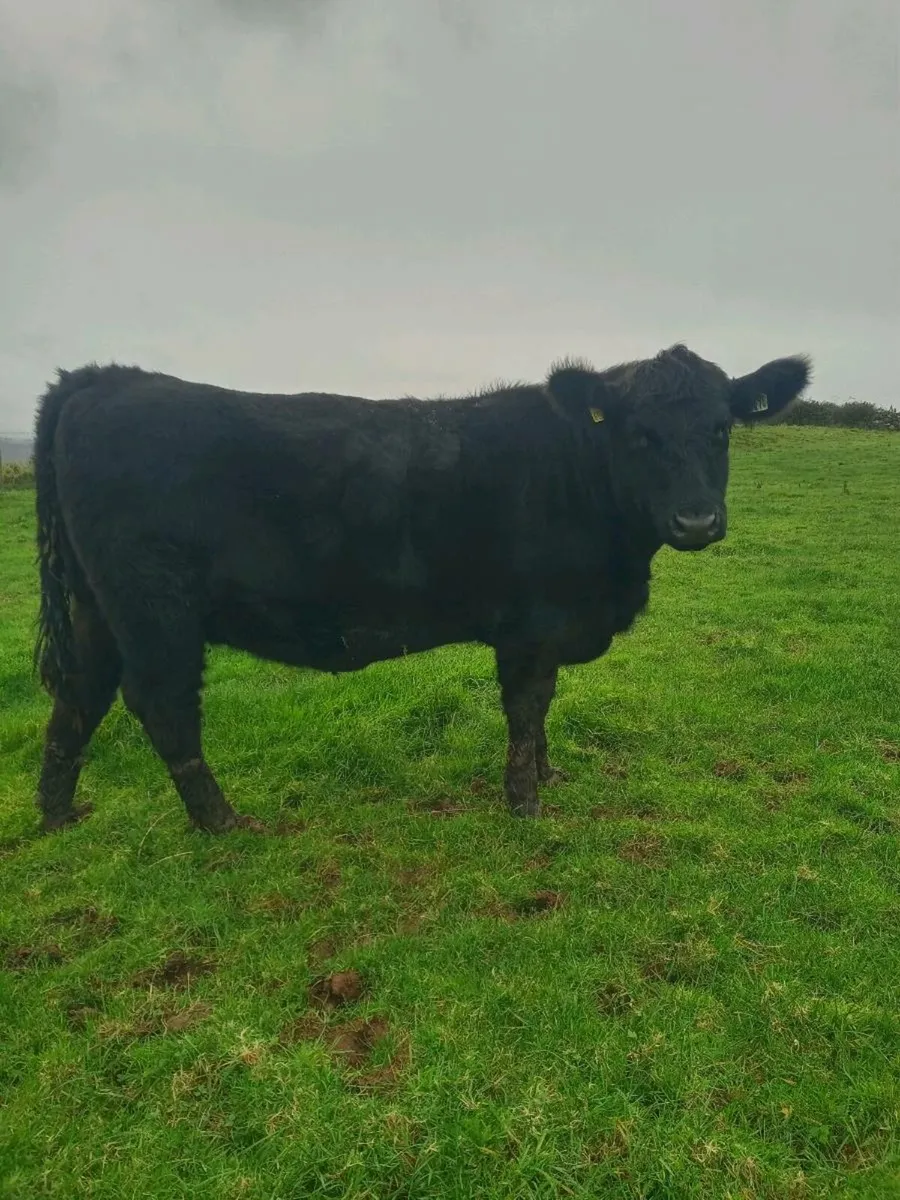 Pedigree Bulls & incalf Heifers - Image 4