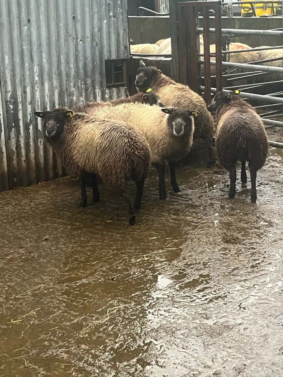 💥5 cracking blue texel ewe lambs 💥 - Image 2