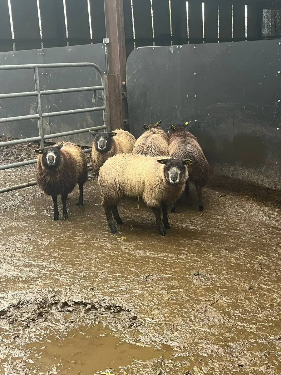 💥5 cracking blue texel ewe lambs 💥 - Image 3