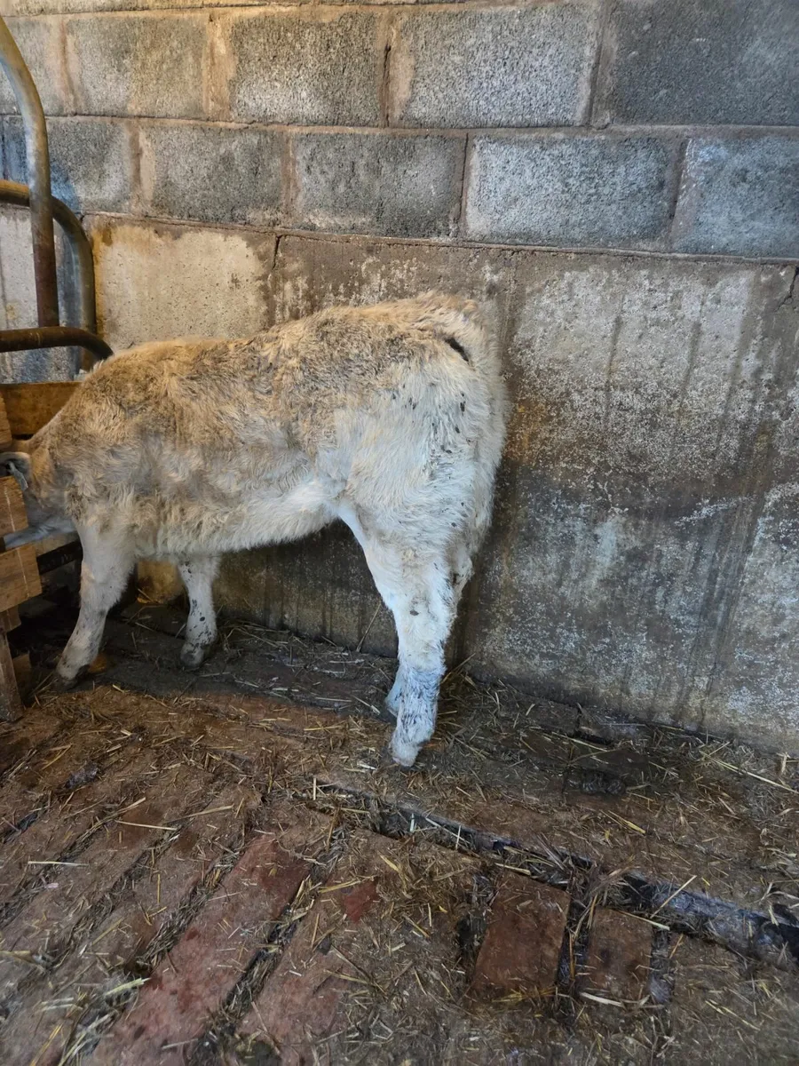 Super Charolais Heifer - Image 2