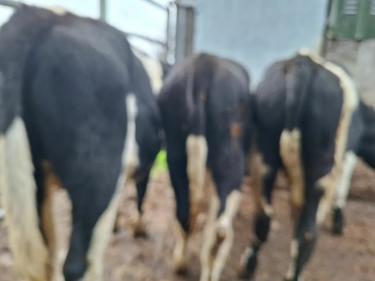 British Friesan Bull Weanlings - Image 2