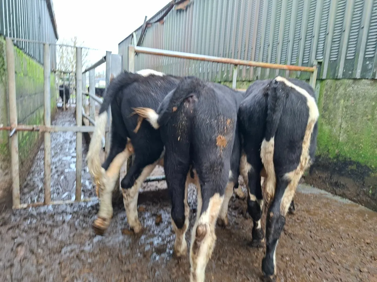 British Friesan Bull Weanlings - Image 3
