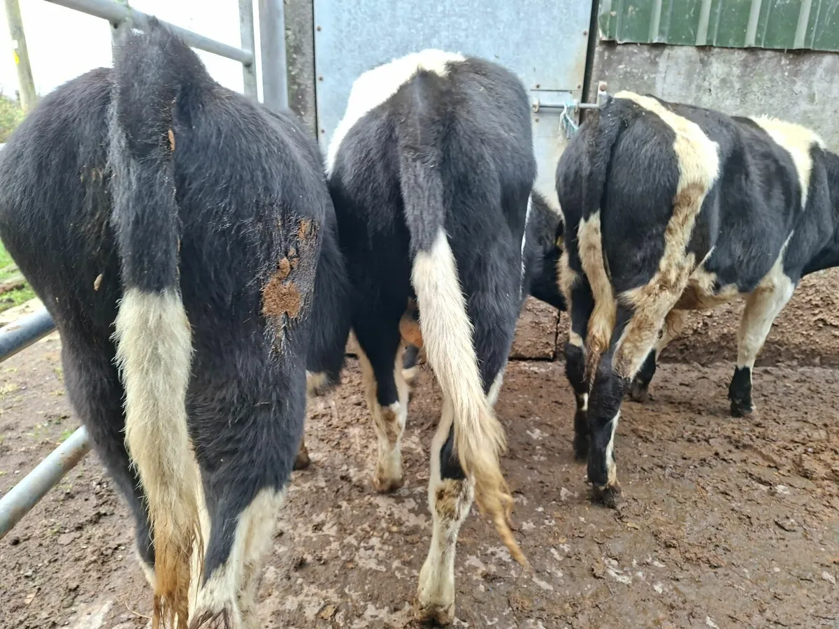British Friesan Bull Weanlings - Image 4