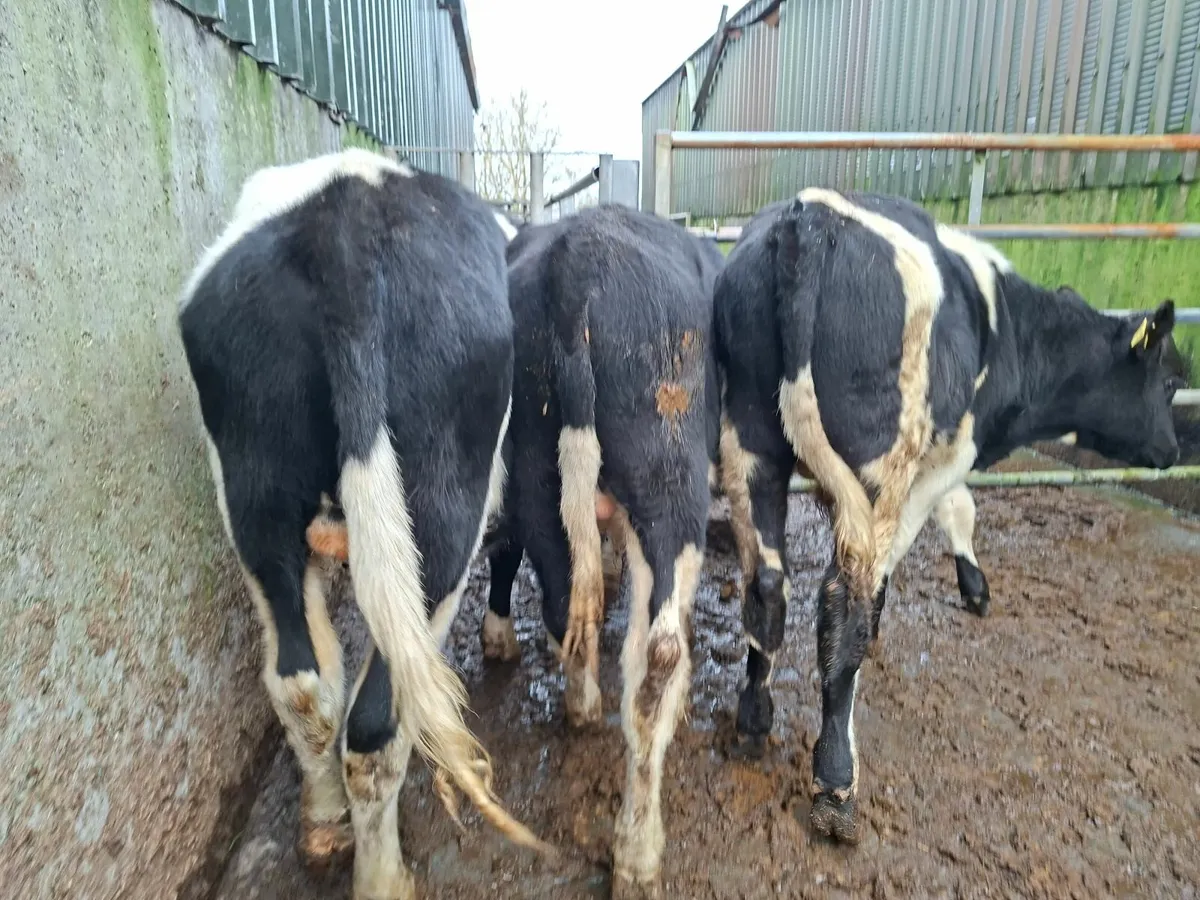 British Friesan Bull Weanlings - Image 1