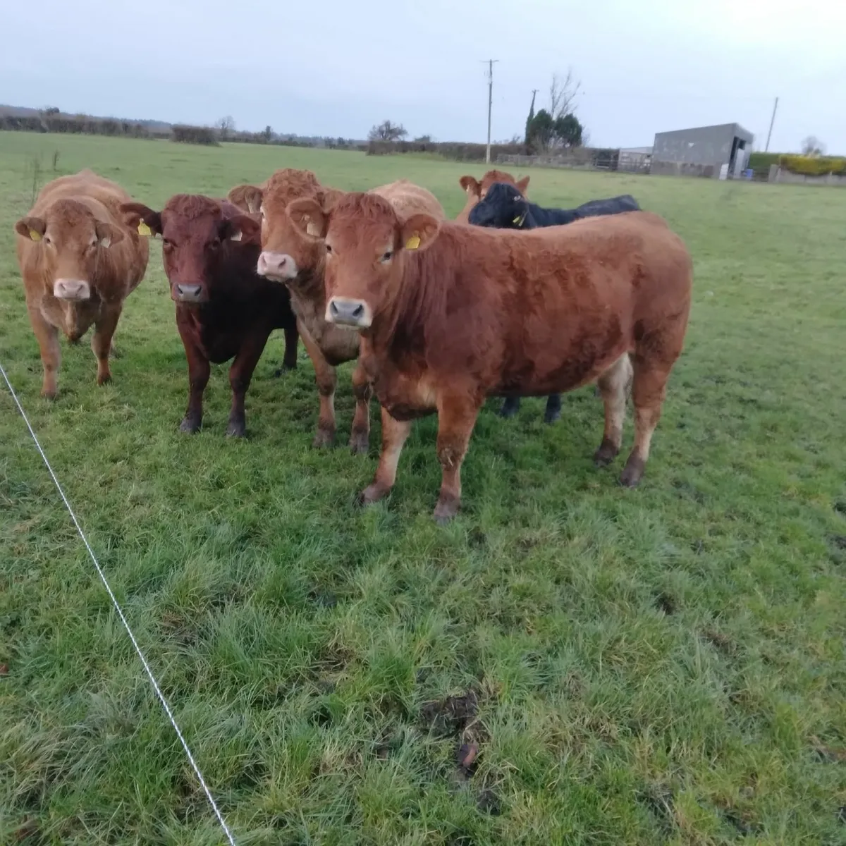 In-calf heifers - Image 1