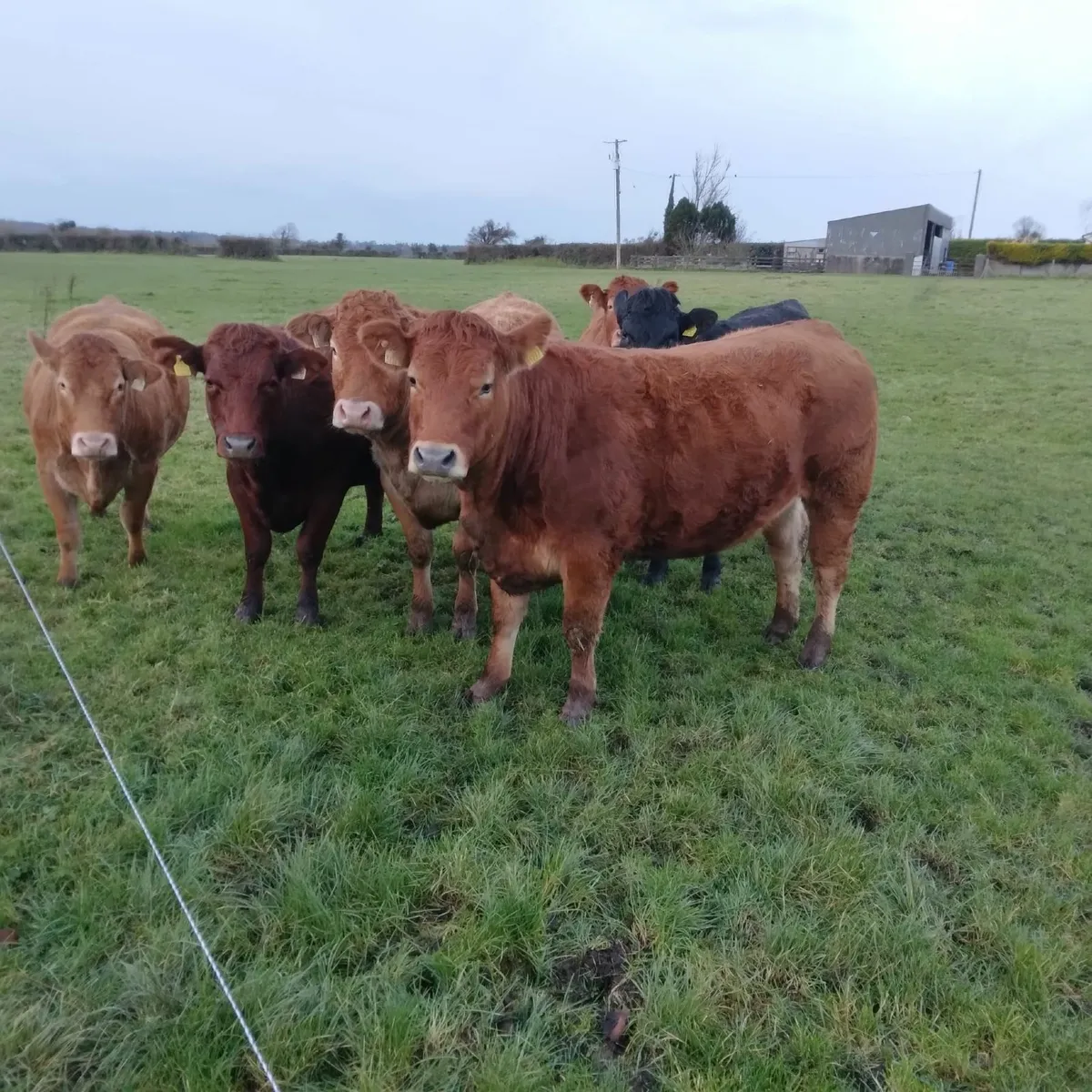 In-calf heifers - Image 2