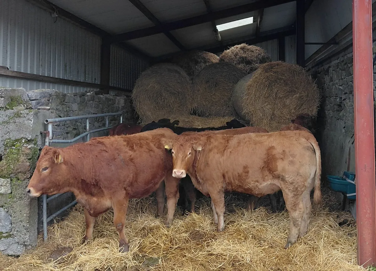 In-calf heifers - Image 3