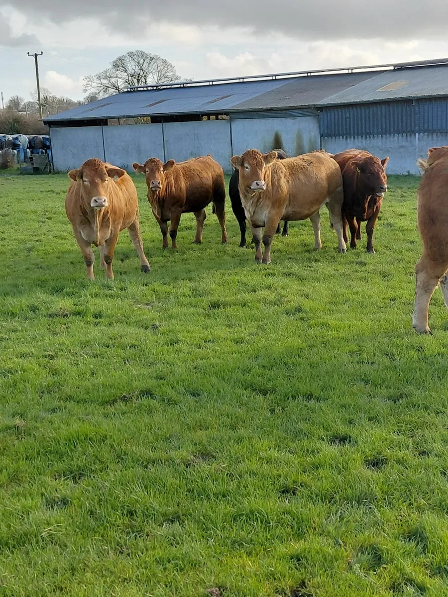 In-calf heifers - Image 4