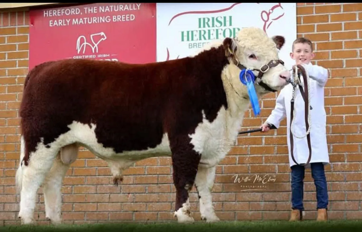 Hereford Bulls - Image 1