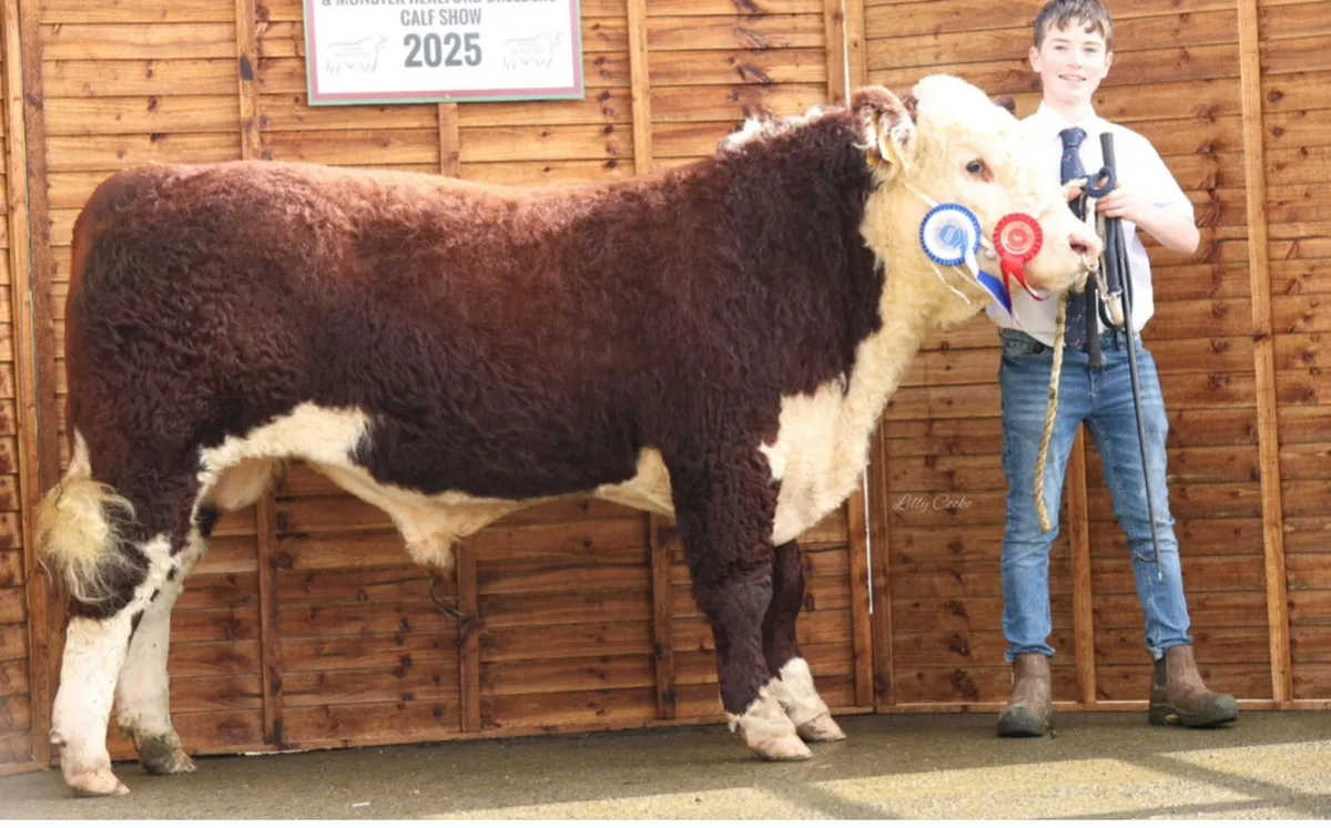 Hereford Bulls - Image 2