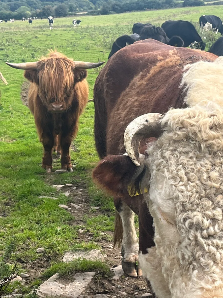 WANTED WANTED WANTED