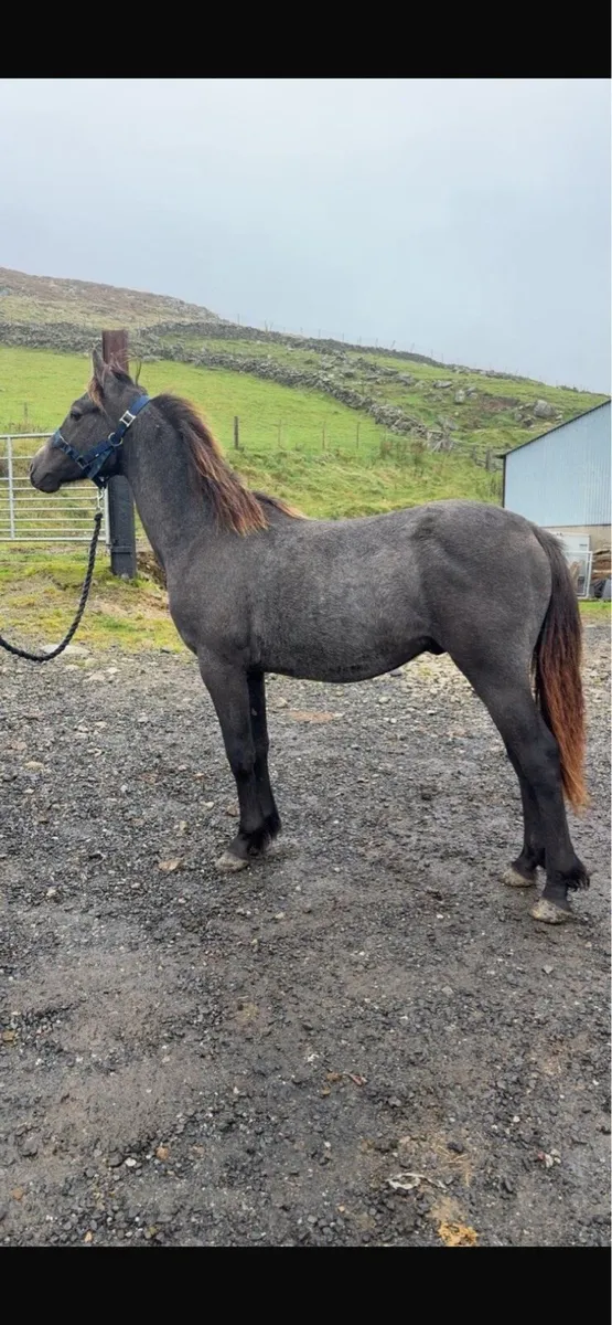 Connemara pony - Image 2