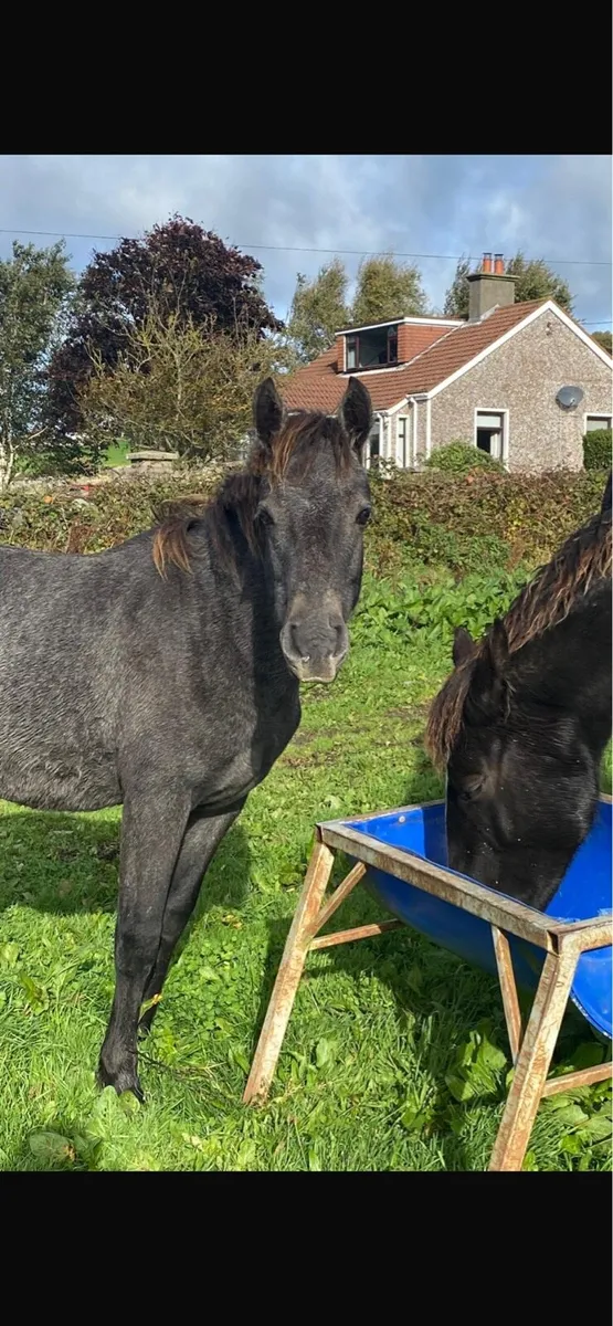 Connemara pony - Image 3