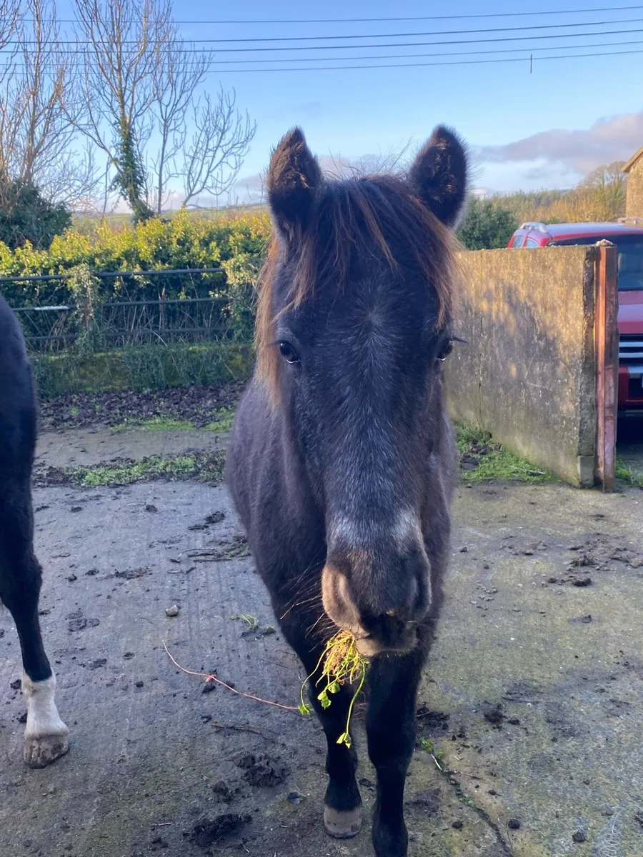 Connemara pony - Image 4