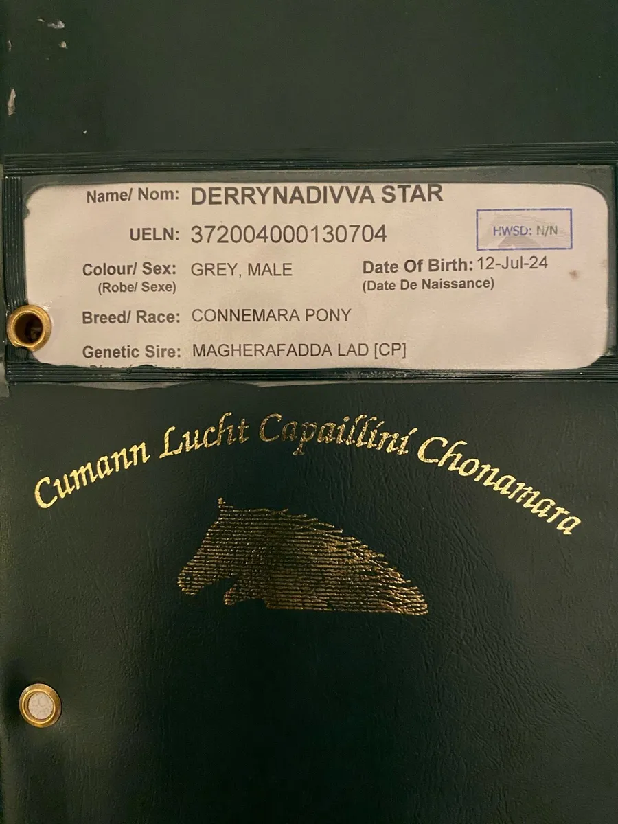 Connemara pony - Image 2