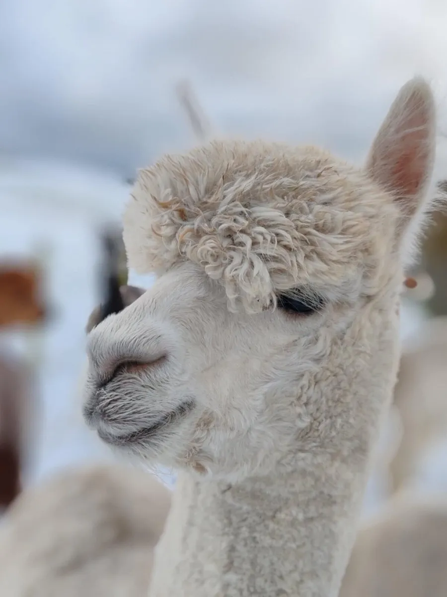 Alpacas For Sale - Image 1