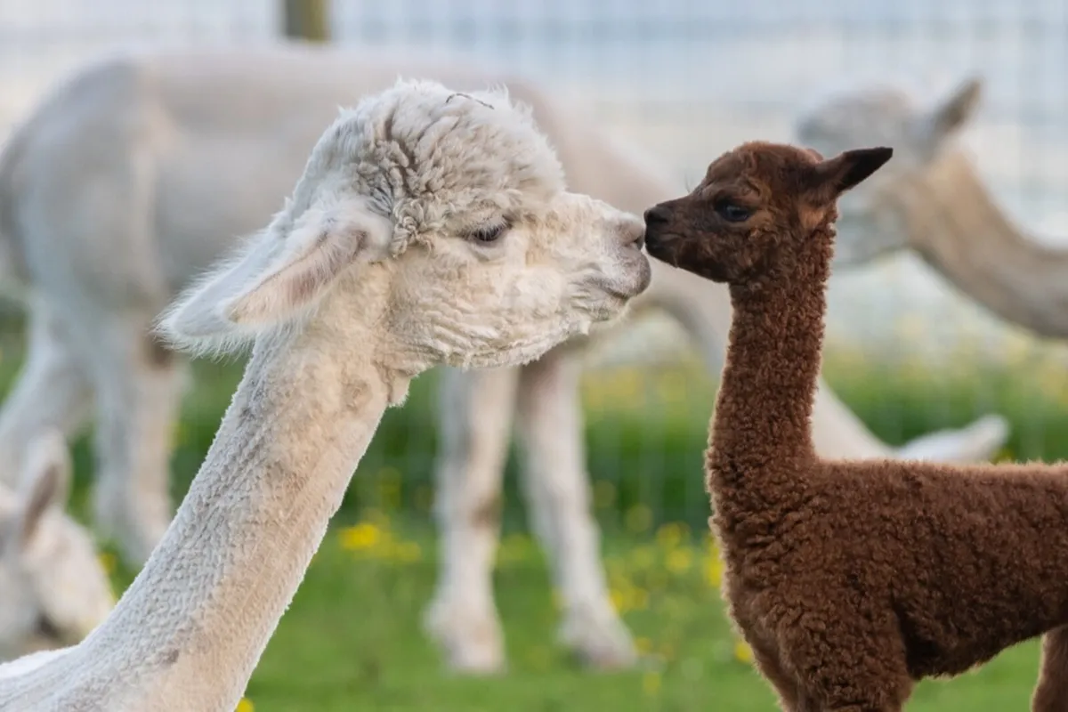 Alpacas For Sale - Image 4