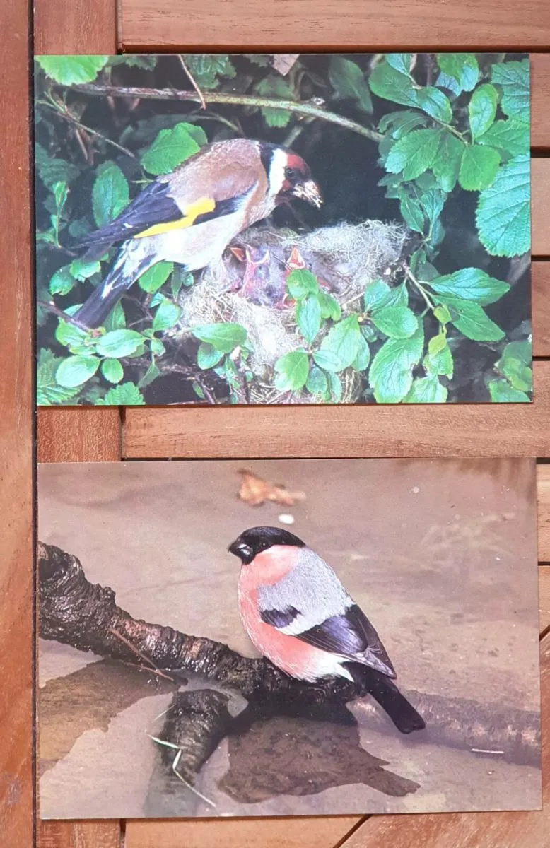 Fauna Postcards - Image 1