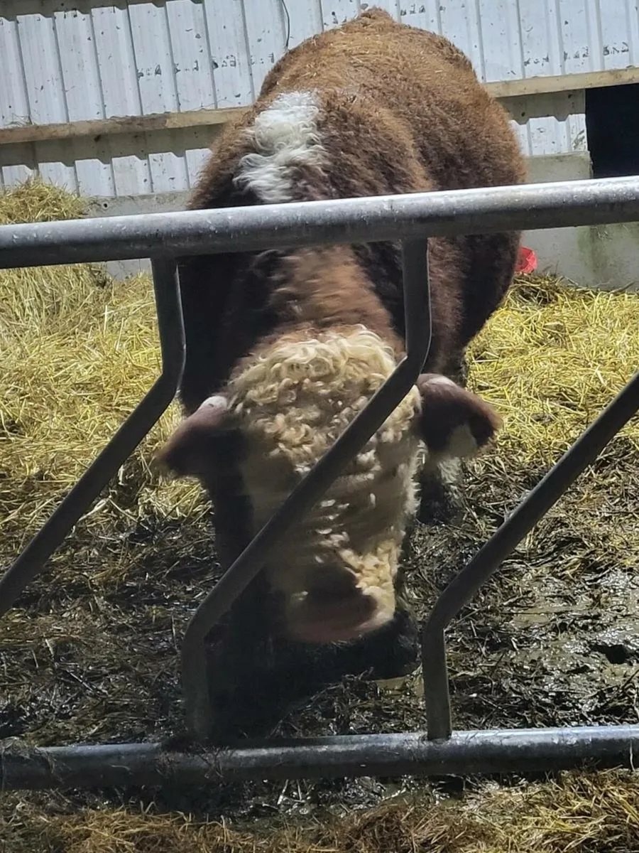 Hereford bull - Image 2