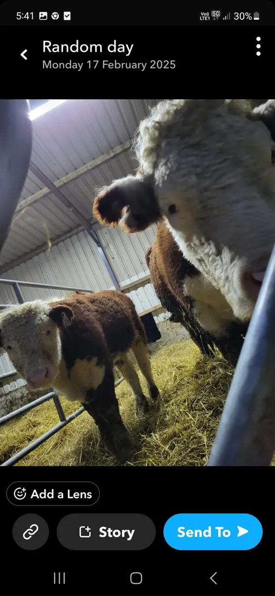 Hereford bull - Image 3