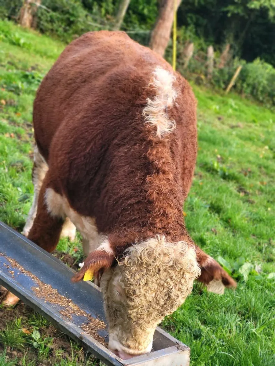 Hereford bull - Image 4