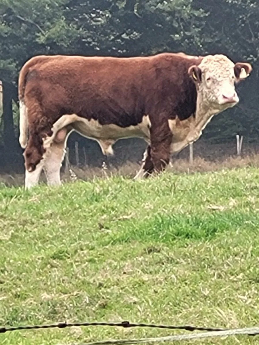Hereford bull - Image 1