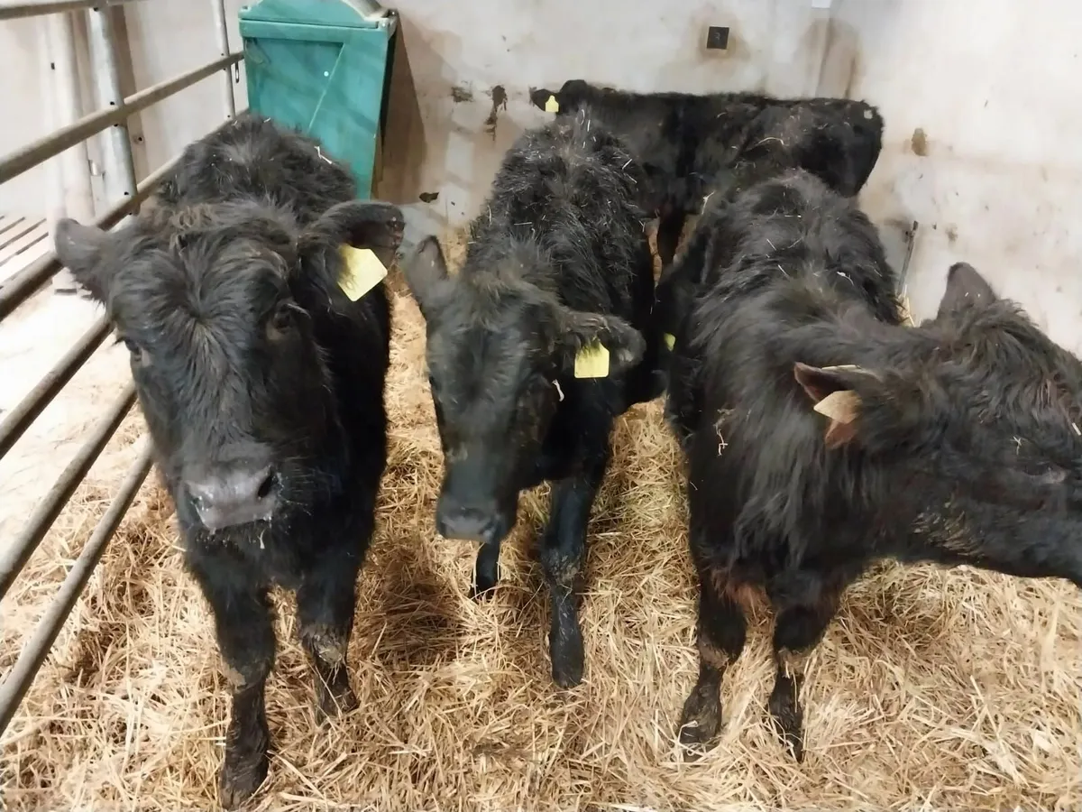 Calves - Image 1
