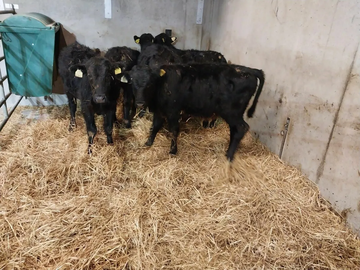 Calves - Image 2