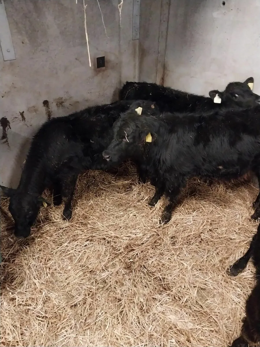 Calves - Image 3