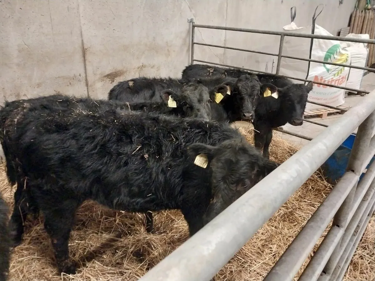 Calves - Image 4