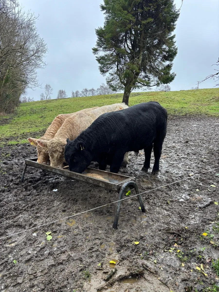 Charolais and Angus Bulls - Image 2