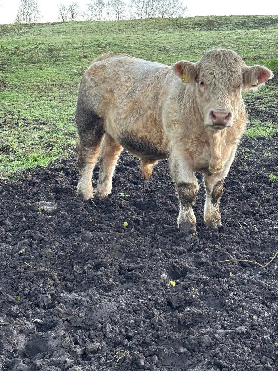Charolais and Angus Bulls - Image 3