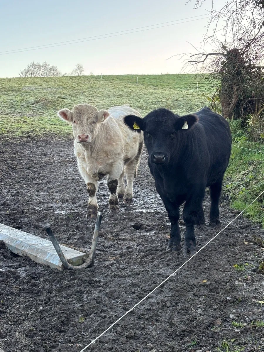 Charolais and Angus Bulls - Image 4