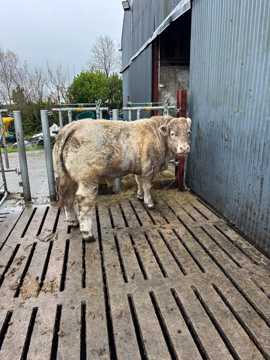 Charolais and Angus Bulls - Image 1