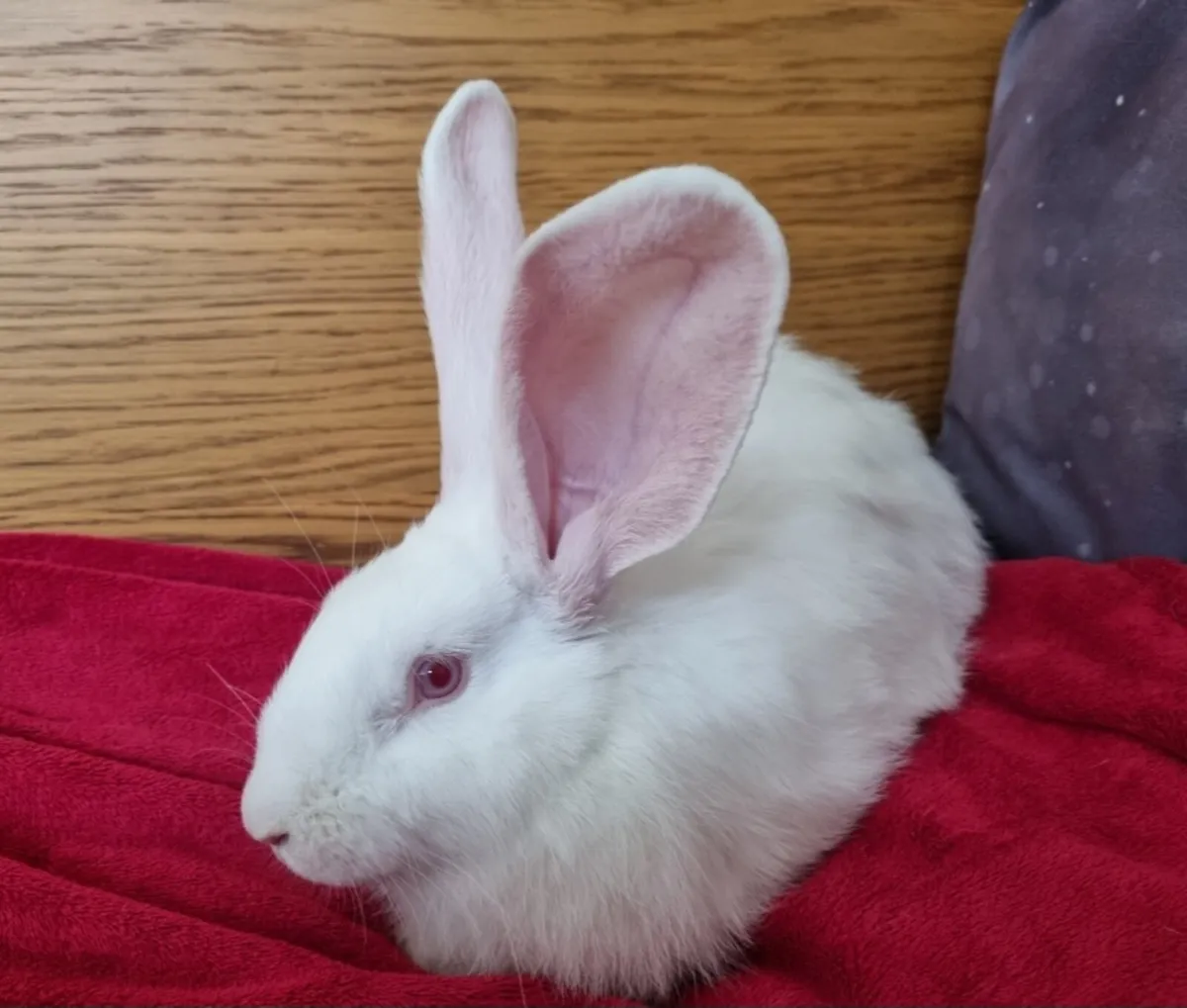 Giant rabbits - Image 1