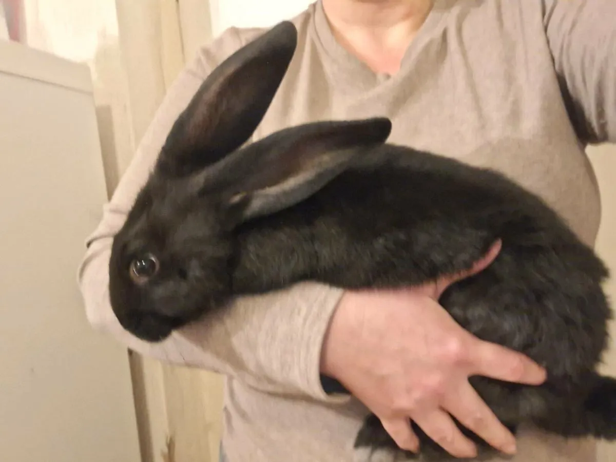 Giant rabbits - Image 4