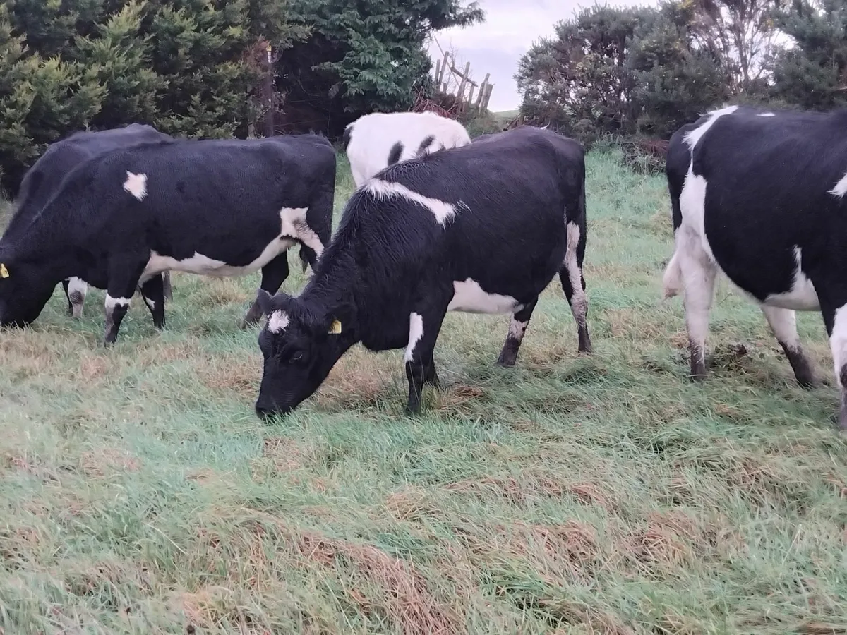 5 incalf heifers due end jan. - Image 2