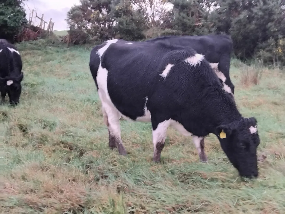 5 incalf heifers due end jan. - Image 3