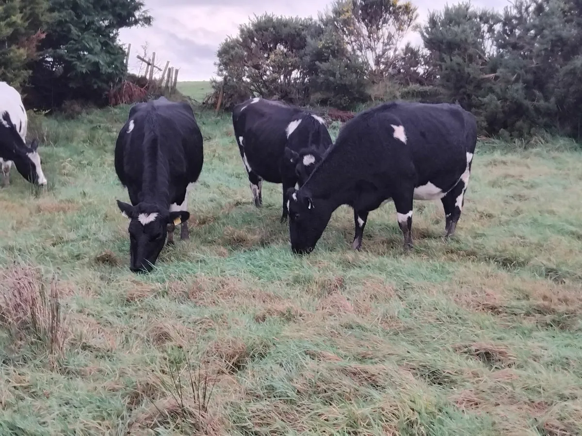 5 incalf heifers due end jan. - Image 4