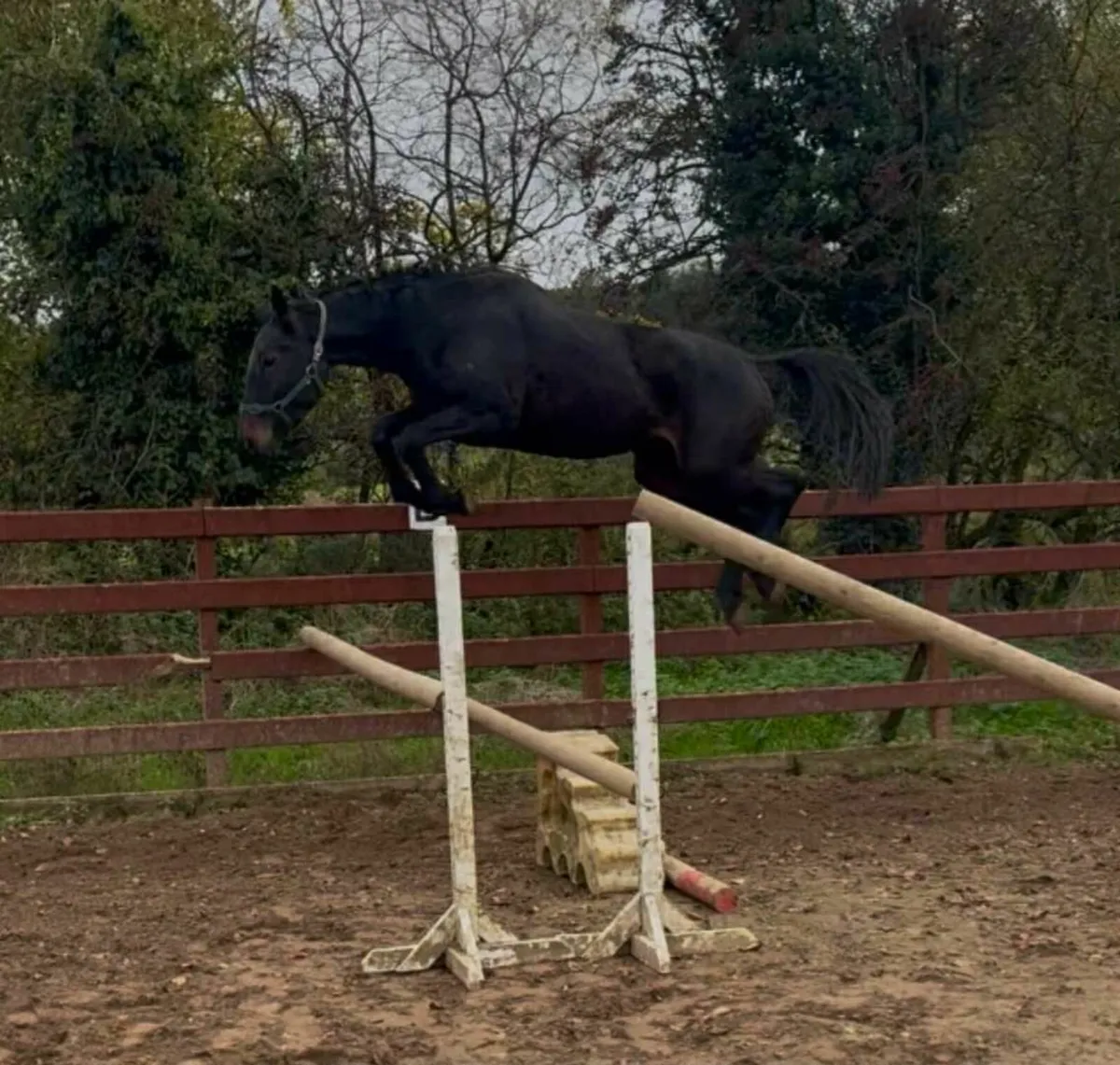 ⭐️ BRIE ⭐️ - Image 1