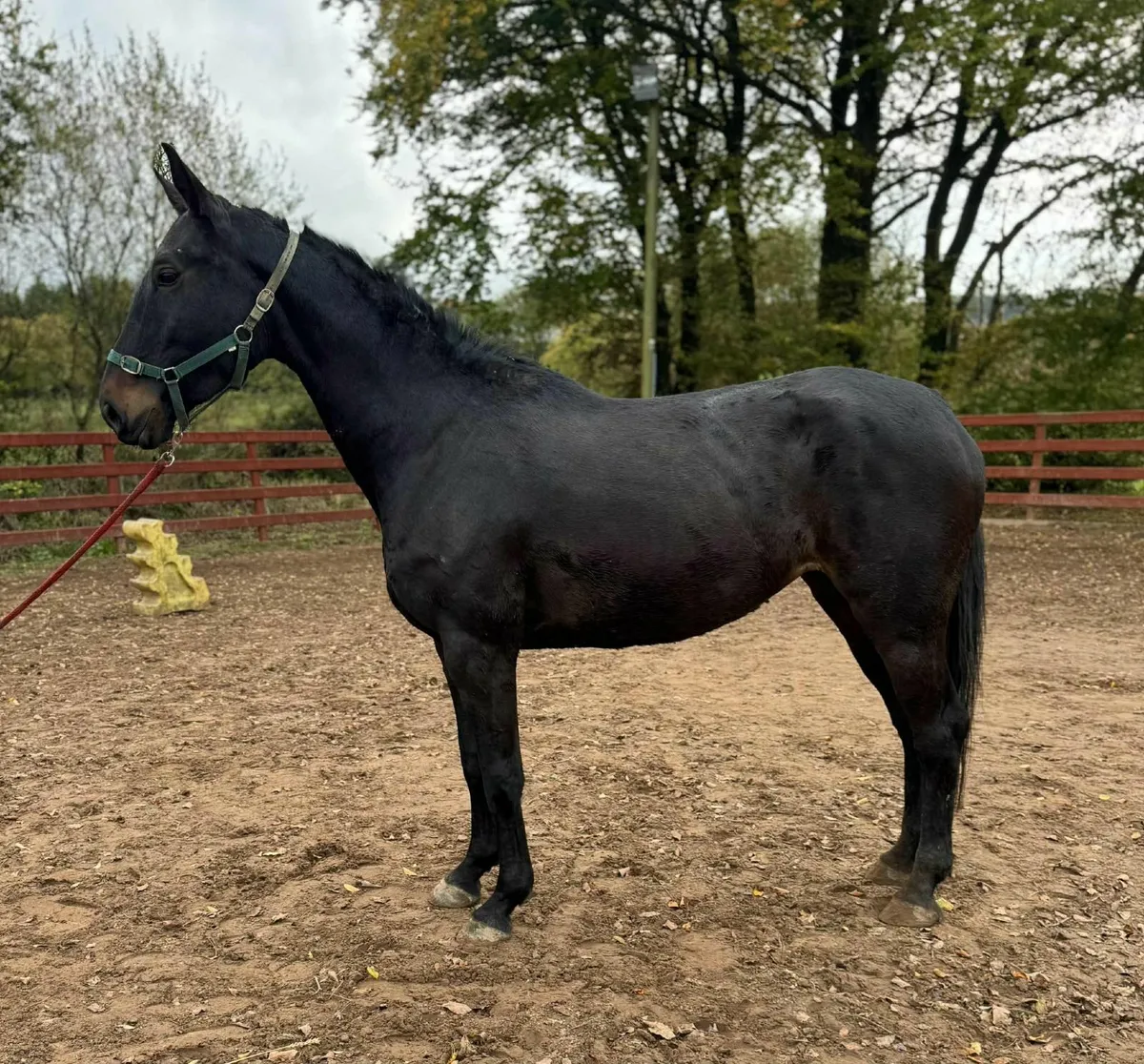 ⭐️ BRIE ⭐️ - Image 2