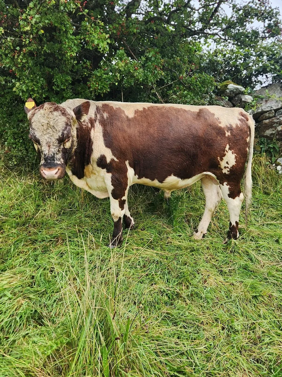 Irish Moiled Bull - Image 1